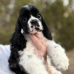 Black white male 2 - Black white and tan male Cocker Spaniel puppy in Texas from Sisu Cockers
