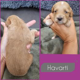Havarti - Red female Cockapoo puppy in Zanesville, Ohio from Southtown Doodles LLC