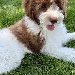 Boy 3 - Brown and white male Bernedoodle puppy in Salt Lake County, Utah from Coco Avenue Pups