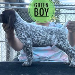 Green Boy - Liver and white male German Shorthaired Pointer puppy in Dearborn, Missouri from Hardwood Kennels