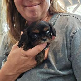 Girl 3 - Black and tan female Cavalier King Charles Spaniel puppy in Wimberley, Texas from Amazing AKC Puppies
