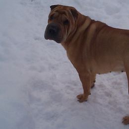 Chinese Shar-Pei from Conrad Knoll Shar-Pei