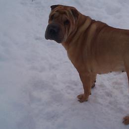 Chinese Shar-Pei from Conrad Knoll Shar-Pei