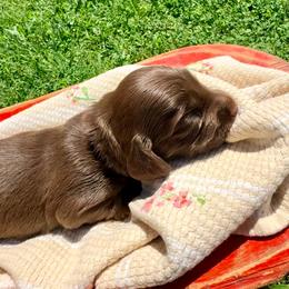 Iris - Chocolate and tan female Dachshund puppy in Mabank, Texas from Lovin’ Li’s Furry Sausages