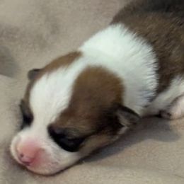 Sam - Fawn male Pembroke Welsh Corgi puppy in Huntington Beach, California from Gingerbread