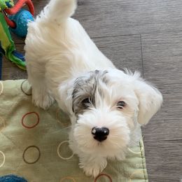 Sealyham Terrier Puppies from Thistle and Rock Sealyham Terriers