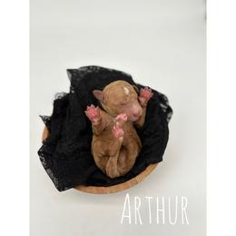 Arthur - Red  male Goldendoodle puppy in Smithfield, Kentucky from KBK9 Kennels