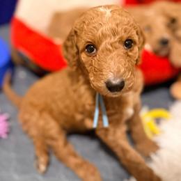 Corra - blue collar - Apricot female Goldendoodle puppy in Puyallup, Washington from Dawnie’s Doodles