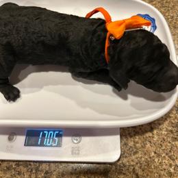 Geneva - Silver female Poodle puppy in Mobile, Alabama from Semmy’s Standard Poodle LLC