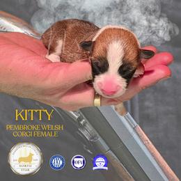 Kitty - Red female Pembroke Welsh Corgi puppy in Fortine, Montana from North Star Pembroke Welsh Corgi's