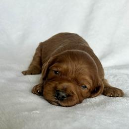Max - Red female Cavapoo puppy in Vineyard, Utah from Pitter Patter Puppies