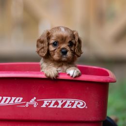 Cavalier King Charles Spaniel Puppies from Primrose Cavaliers