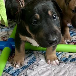 Cedar - Black tan and white male Bull Terrier puppy in Springfield, Ohio from Lynn Hill Bull Terriers