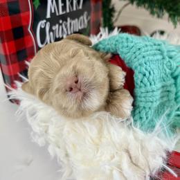 Orange Girl - Apricot female Goldendoodle puppy in Greeley, Colorado from Millie Billie Doodles