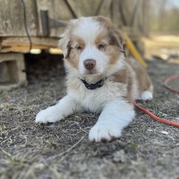 Australian Shepherd Puppies from Juno Homestead Aussies