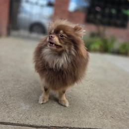 Pomeranian All Grown Up from Ruby's Sky's Kennels Pomeranian's