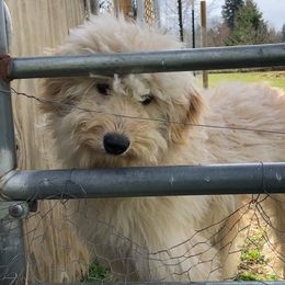 Aussiedoodles, Australian Shepherds, Miniature Australian Shepherds, and Poodles from Albright Hobby Farm