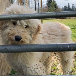 Aussiedoodles, Australian Shepherds, Miniature Australian Shepherds, and Poodles from Albright Hobby Farm