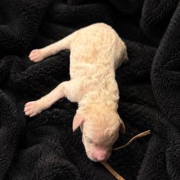 Eden - Apricot female Poodle puppy in Washington, Pennsylvania from Patriotic Poodles