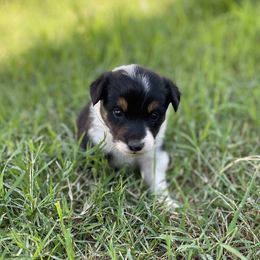 Sally - Black and white female Border Collie puppy in New Mexico from Twisted Biscuit Border Collies