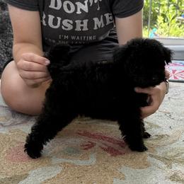 Poodle Puppies from KC Poodles of PA