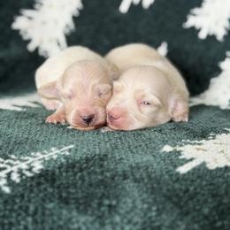 Cashew - Cream male Dachshund puppy in Mc Donough, Georgia from Hot Diggity Doxies