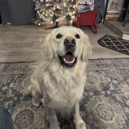Fred - Golden Retriever