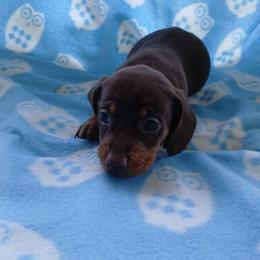 Moose - Chocolate and tan male Dachshund puppy in Opelika, Alabama from Dachshund Darlins