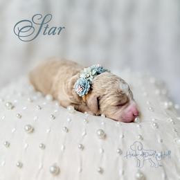 Star - Cream female Goldendoodle puppy in Evans, Georgia from Have-a-Doodle Hill