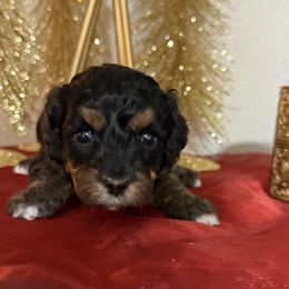 Girl 1 - Tri-color female Cavapoo puppy in Nampa,, Idaho from Clig Doodle Days