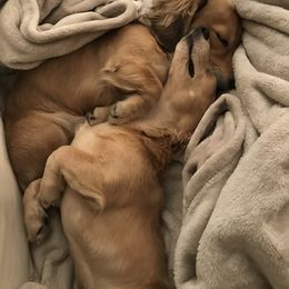 Dachshund Puppies from Forever home dachshunds