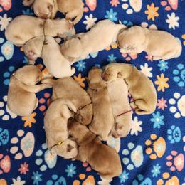 Trudy Female 1 - Golden female Golden Retriever puppy in Wauseon, Ohio from Golden Sunrise Retrievers