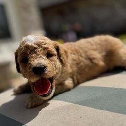 Splash - Apricot male Goldendoodle puppy in Shreveport, Louisiana from Cottage Doodles