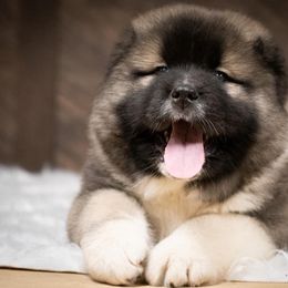 Caucasian Shepherd Dog Puppies from Sila V Krovi