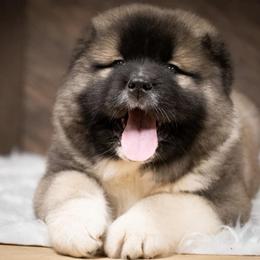 Caucasian Shepherd Dog Puppies from Sila V Krovi