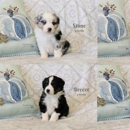 Miniature American Shepherd and Miniature Australian Shepherd Puppies from PreciousGem Miniature American Shepherds