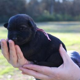 Lilly - Sable female German Shepherd puppy in Ratcliff, Arkansas from Ridgeline Shepherds