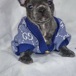 Azure - Blue male French Bulldog puppy in Maplewood, New Jersey from Poos&Bulls Keepsake