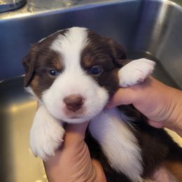 Athena - Red tri-color female Miniature American Shepherd puppy in Troy, Ohio from Wiggle Wags Miniature American Shepherds