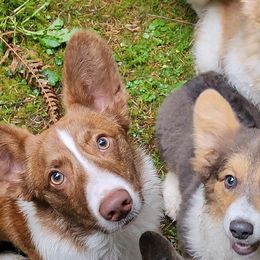 American Corgis and Cardigan Welsh Corgis from There and Back Again Corgis