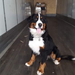 Bernese Mountain Dog All Grown Up from Bernese Mountain Railway