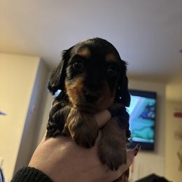 Dachshund Puppies from JP's South Texas Dachshunds