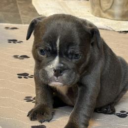 Chai - Blue tri-color female Bulldog puppy in Medical Lake, Washington from Back Forty Boxers and Old English Bulldogs