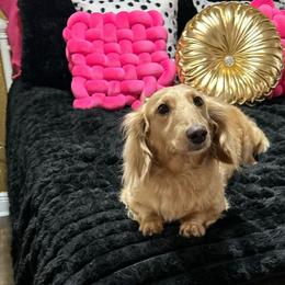 Missy - Dachshund