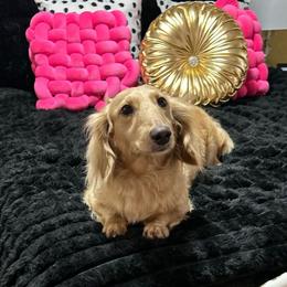 Missy - Dachshund