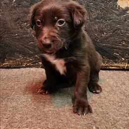 Blue Boy - White and red male Border Collie puppy in Shelbyville, Tennessee from C Horns Ranch Border Collies