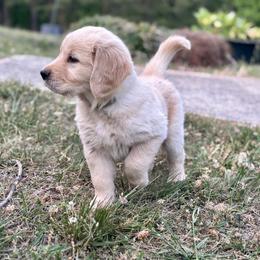 Gray Collar Boy - Light golden male Golden Retriever puppy in Mill Spring, North Carolina from Carolina Breeders Family
