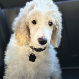 Goldendoodle and Poodle Puppies from Poodles & Doodles of the 716🦬