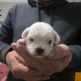 COLT - White male Mal-Shi puppy in Belleville, Michigan from Michigan Maltese Puppies