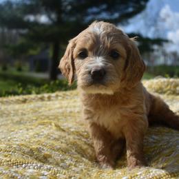 Aussiedoodle and Goldendoodle Puppies from Classic City Doodles